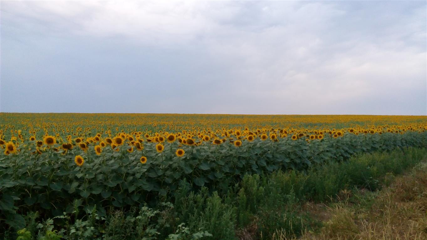 Letní Donbas a miliony slunečnic