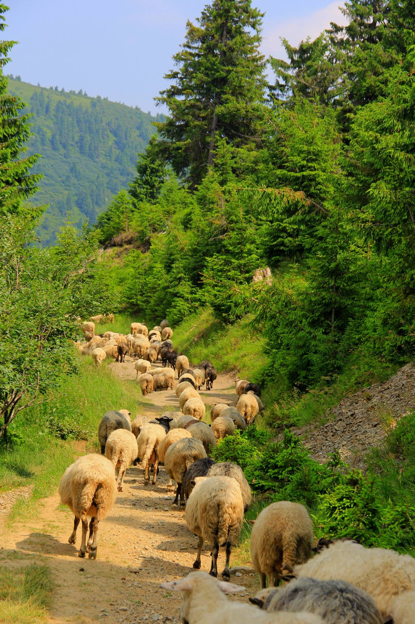 Pastýři pasou ovce