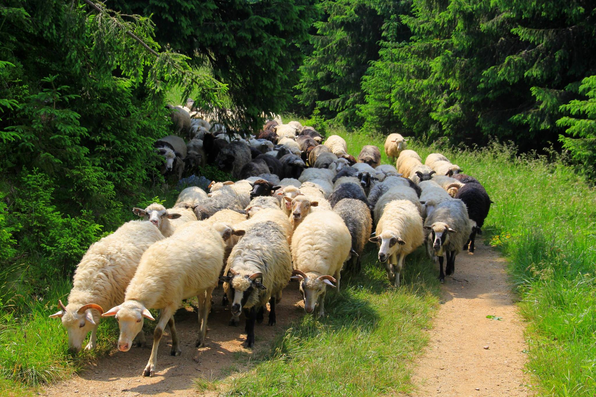 Pastýři pasou ovce