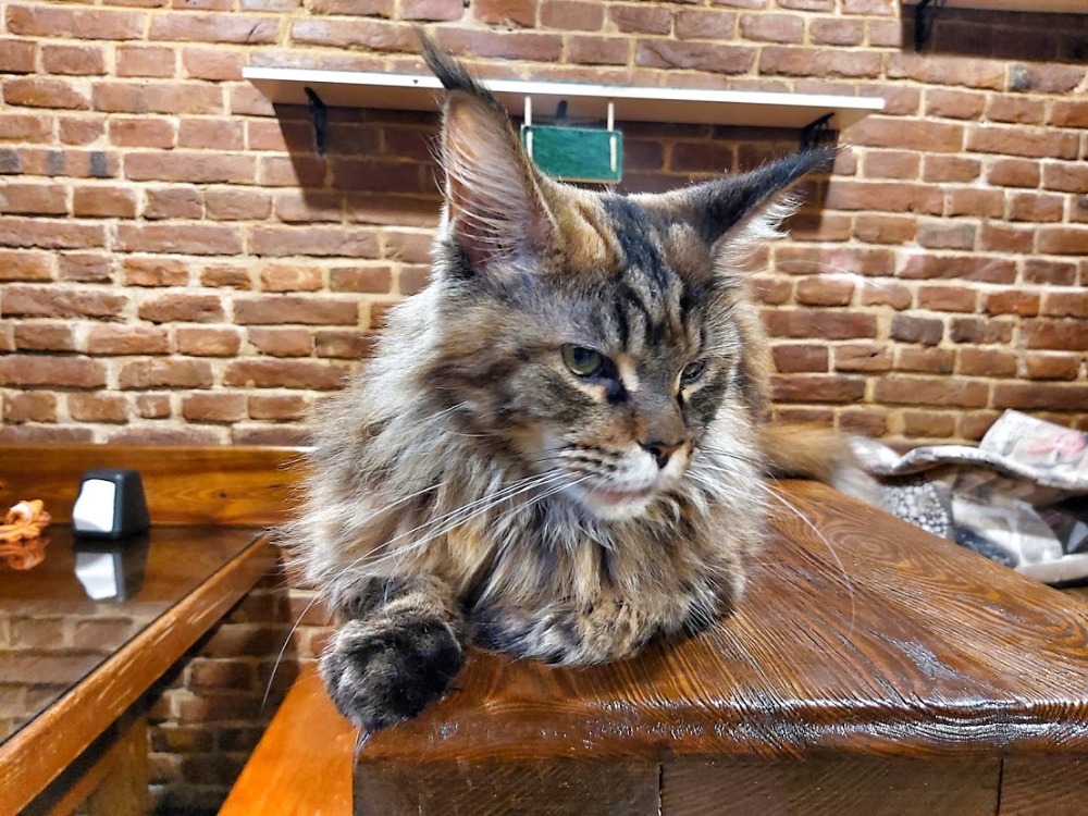 Originální kočičí kavárna Cat Cafe