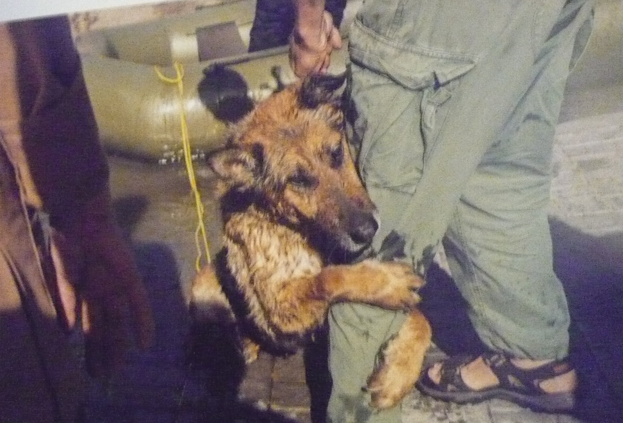 Pes zachráněný z povodně pod Kachovskou přehradou