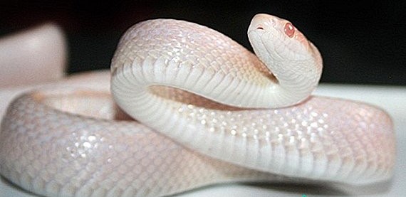 bílý had
