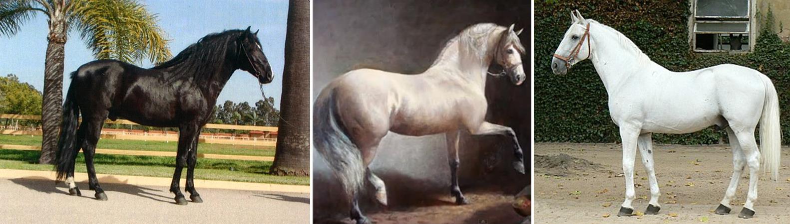 Obr. 4. Vlevo: kůň berberský. Uprostřed: kůň andaluský (z linie Cartujano, která je původnímu typu nejbližší). Vpravo: kůň starokladrubský.