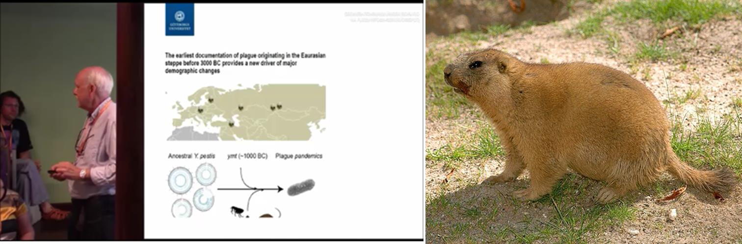 Vlevo: Nálezy DNA původce moru Yersinia pestis v pohřbech z doby bronzové v Eurasii. Vpravo: svišť babak.
