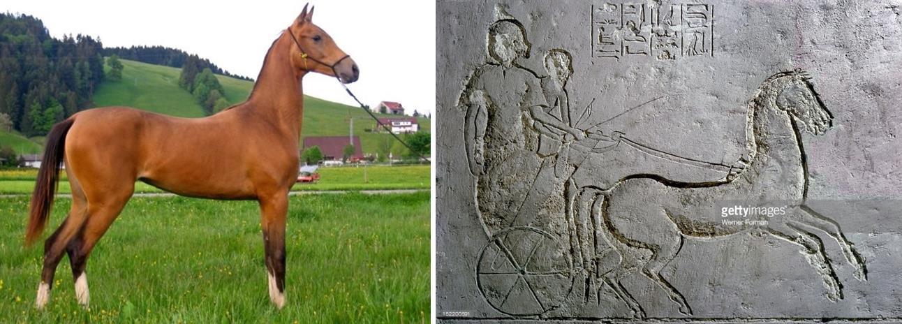 Vlevo: Kůň achal-tekinského plemene. Vpravo: Reliéf koňského spřežení z Tell-el-Amarny (Egypt, Nová říše).